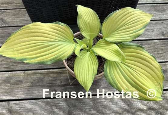 Hosta Blazing Hot